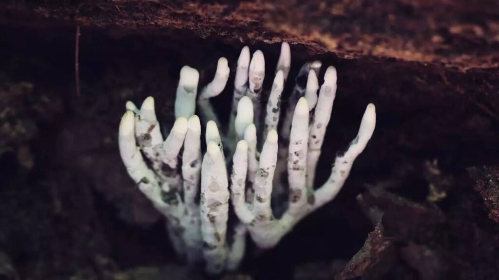 The fungus that looks like a dead man’s fingers