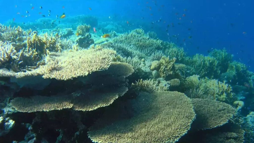 Coral Reefs: What they are, why they are dying?