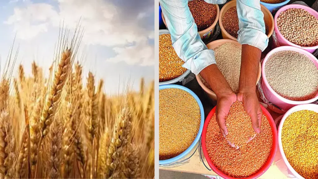 Centre approves MSP for 6 Rabi crops for marketing season 2025-26; wheat now Rs 2,425 per quintal